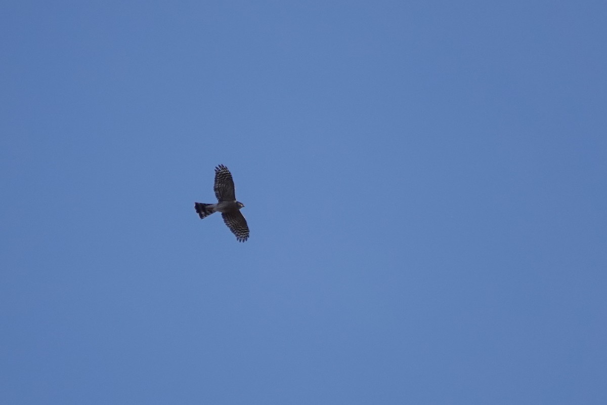 Sharp-shinned Hawk - ML192467621