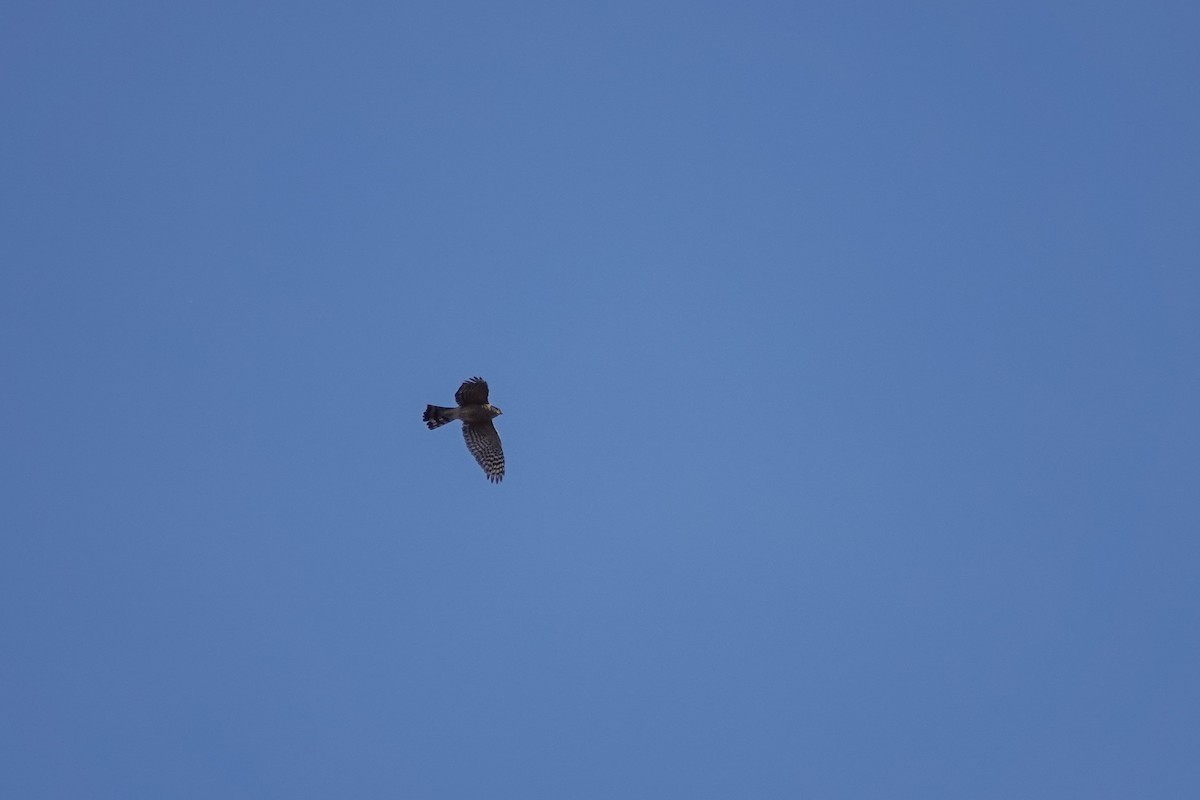 Sharp-shinned Hawk - ML192467681