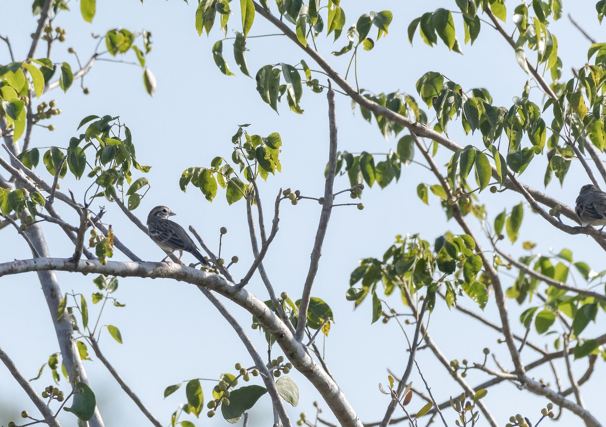 Lark Sparrow - Rolando Tomas Pasos Pérez