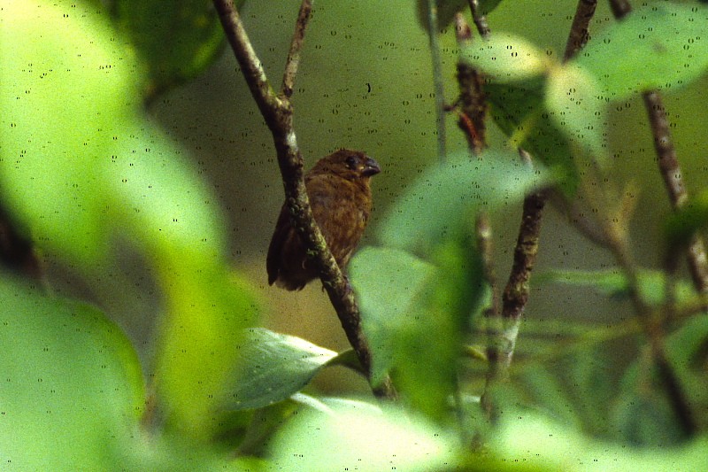 Blue-black Grosbeak - Jose Antonio Lama