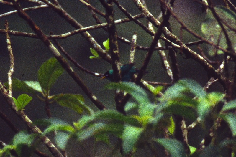 Green Honeycreeper - Jose Antonio Lama