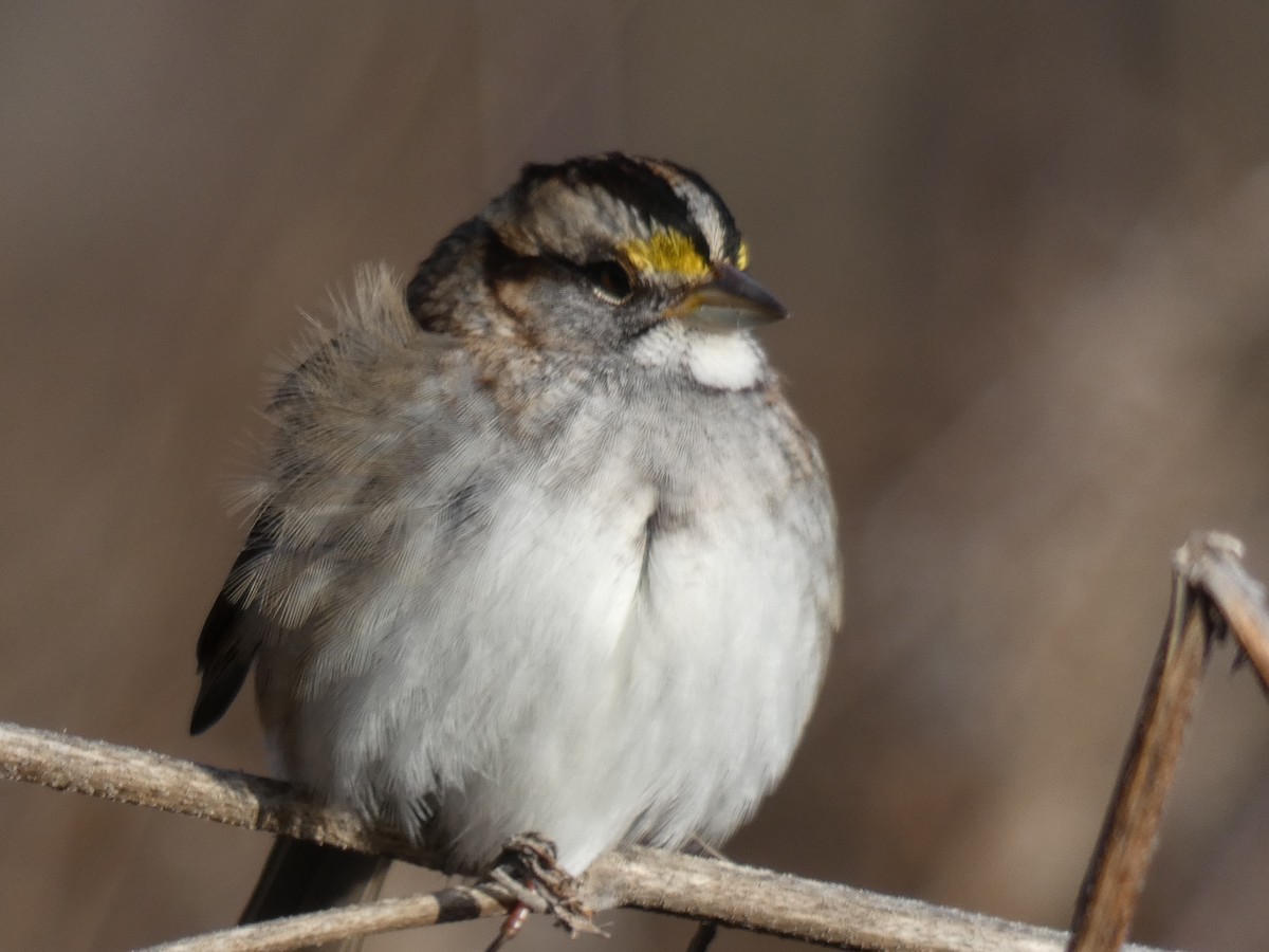 White-throated Sparrow - Anna Testone