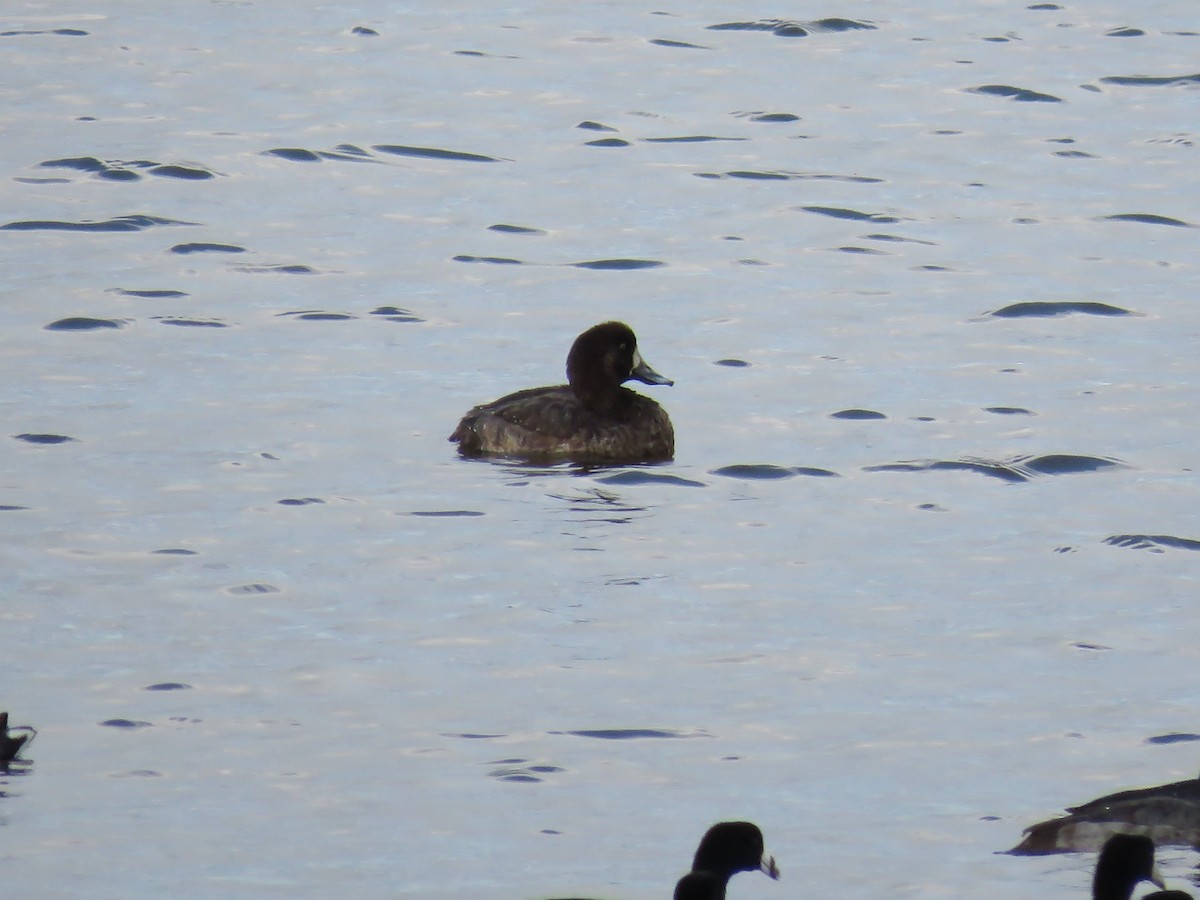 Greater Scaup - ML192471201