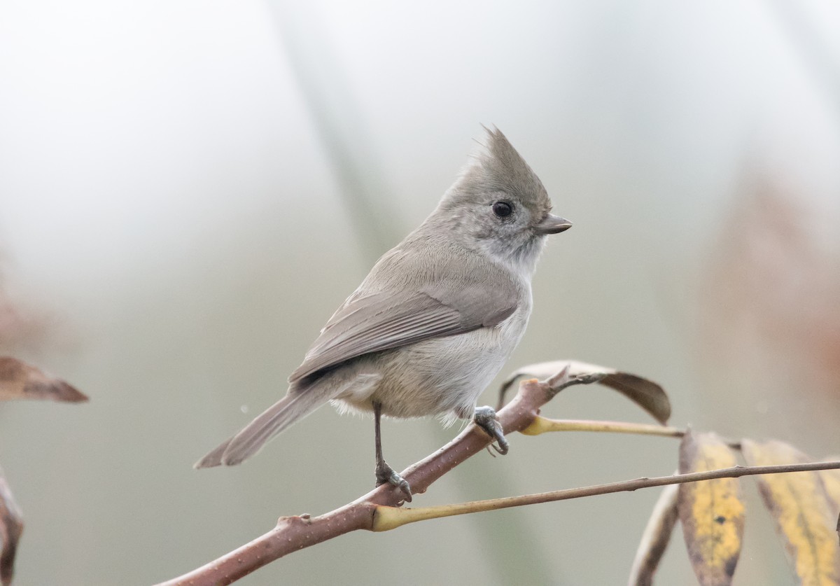 Oak Titmouse - Philip Georgakakos