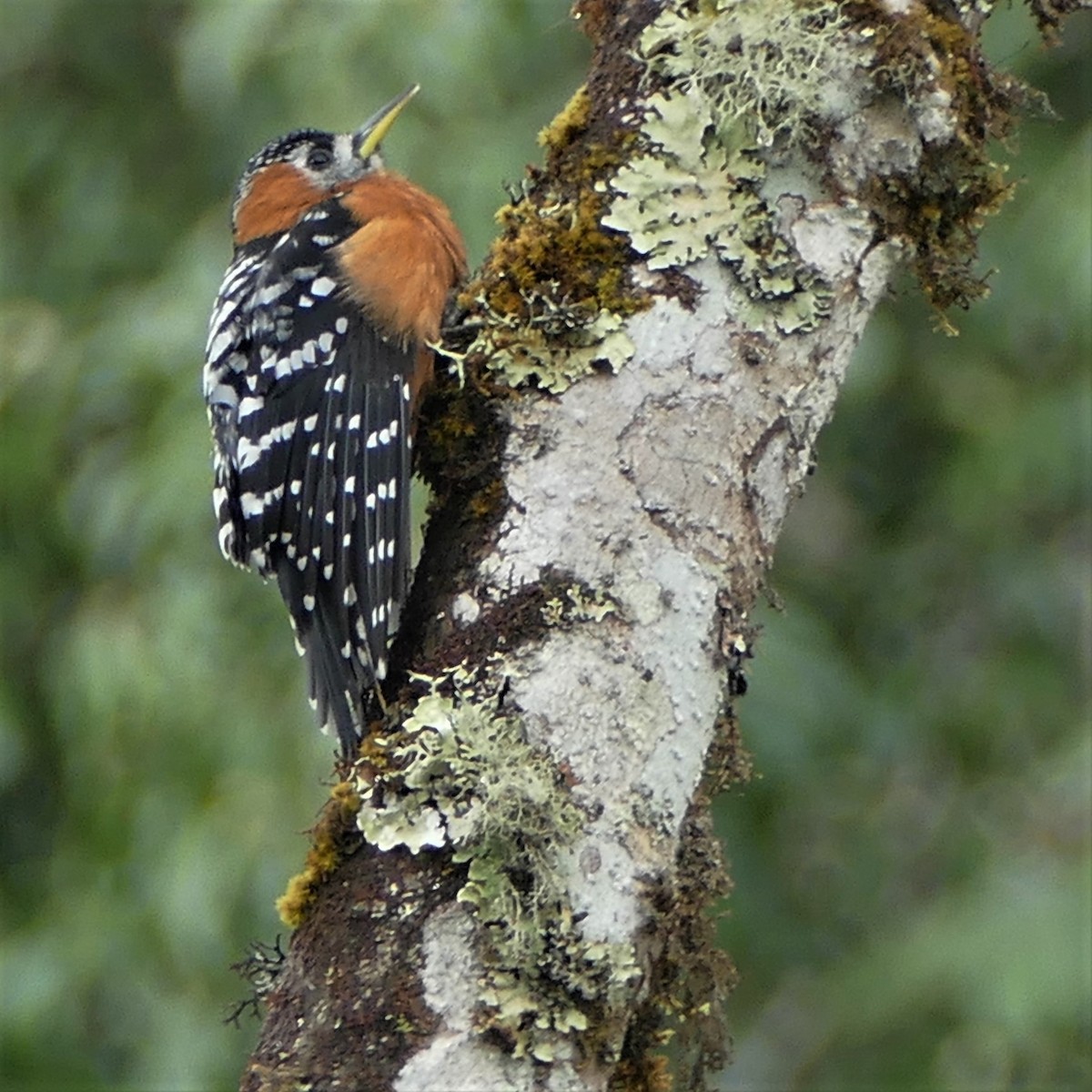 Rufous-bellied Woodpecker - Heinrich Schiess
