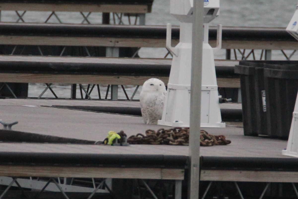 Snowy Owl - Patrick Sysiong
