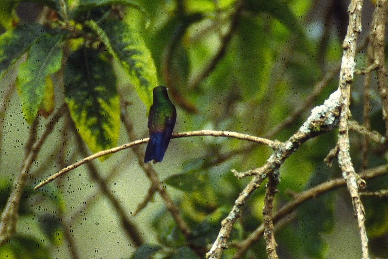 Blue-vented Hummingbird - Jose Antonio Lama
