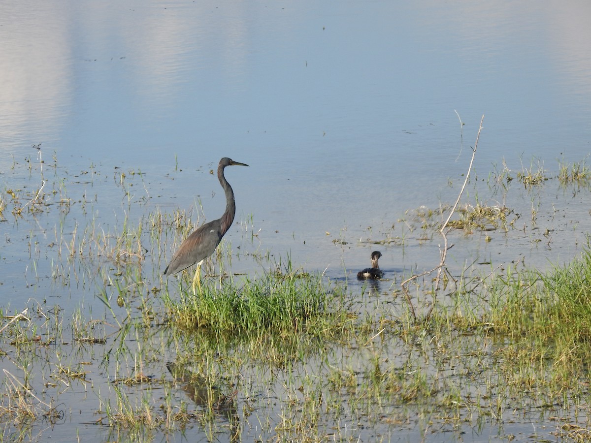 Tricolored Heron - ML192478461