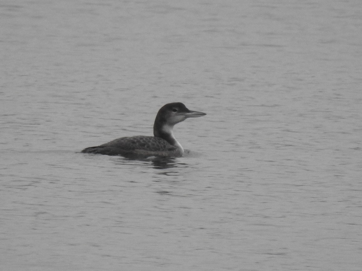 Common Loon - Vincent Glasser