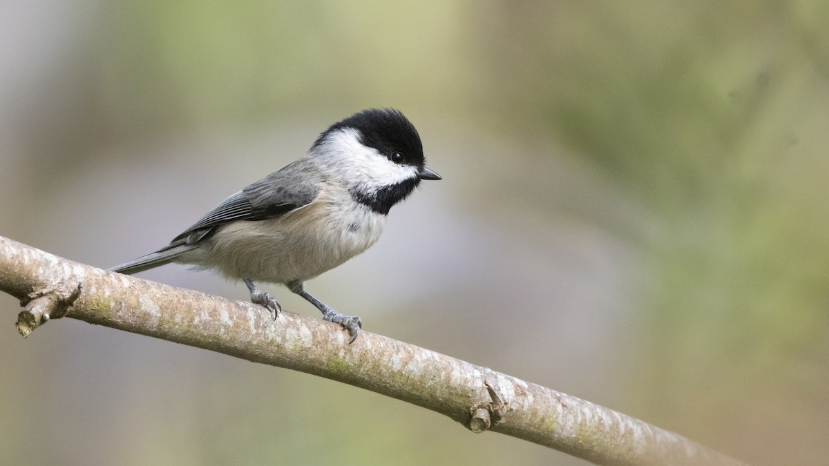 Carolina Chickadee - ML192479131