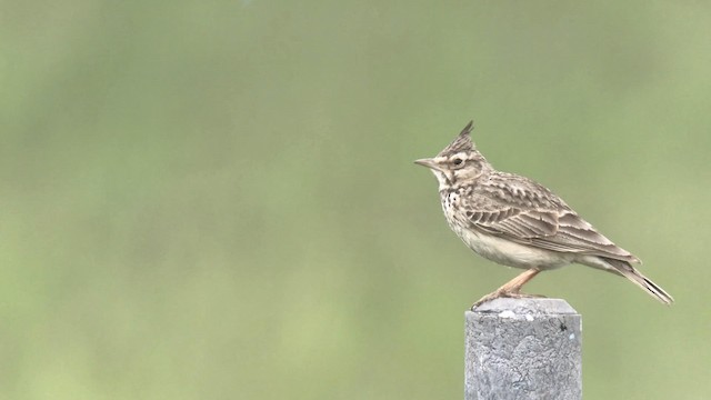 Crested Lark - ML192479281