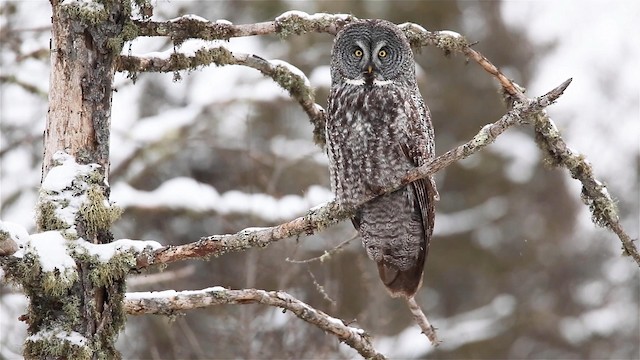 Great Gray Owl - ML192480441