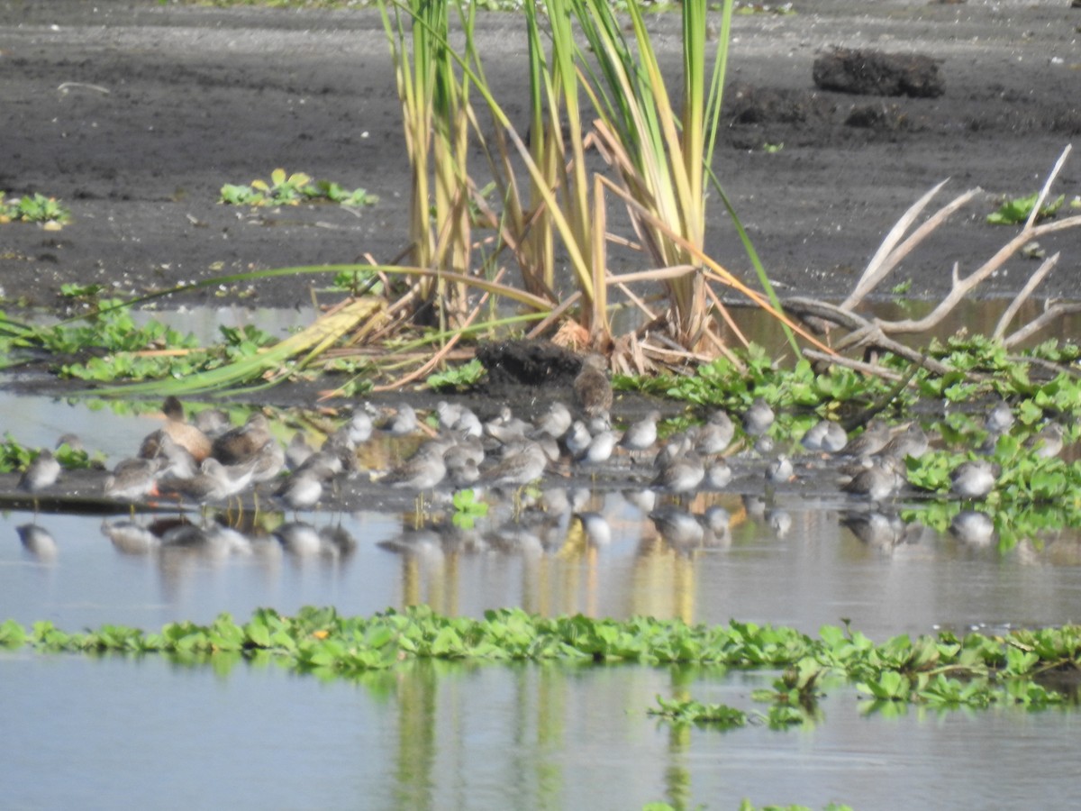 Greater Yellowlegs - elwood bracey