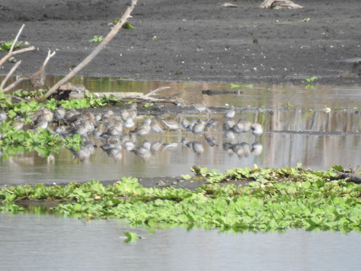 Greater Yellowlegs - ML192480921