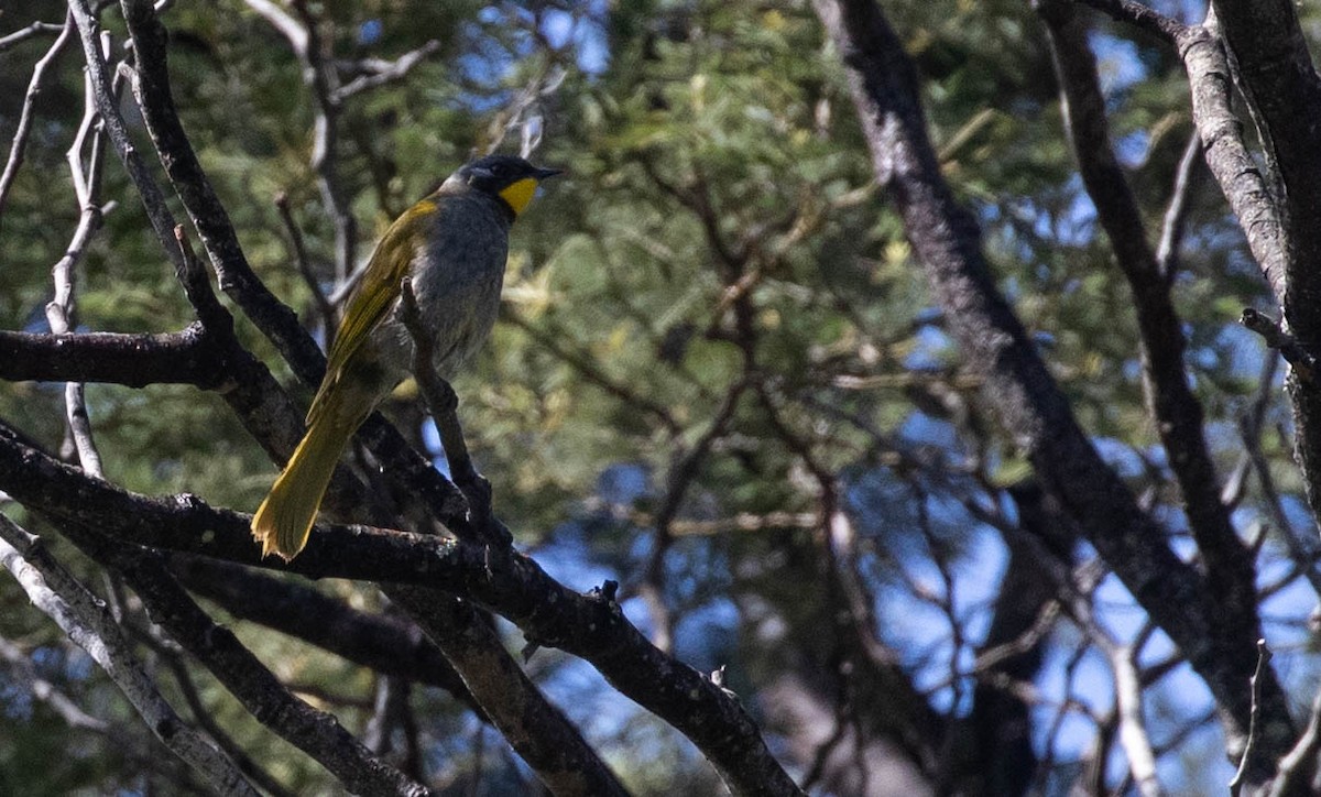 Yellow-throated Honeyeater - ML192482611