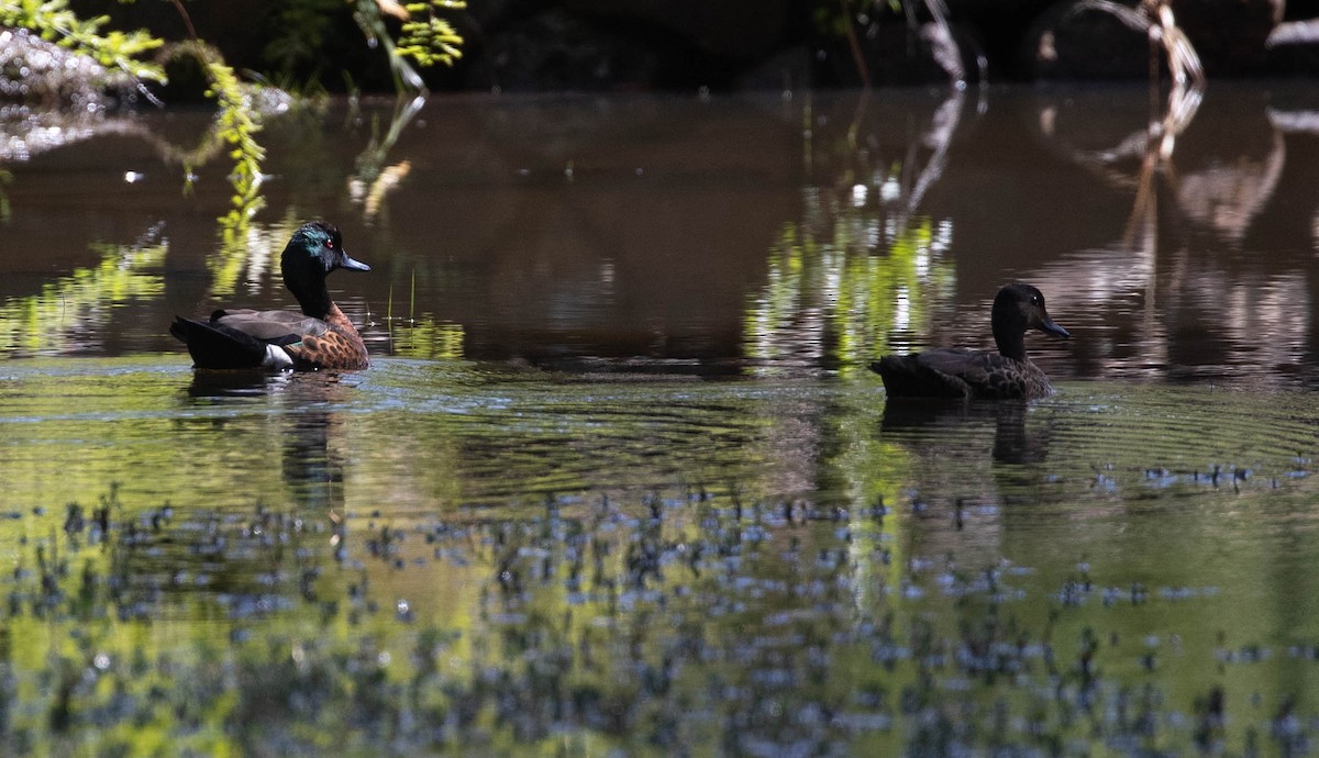 Chestnut Teal - ML192482681