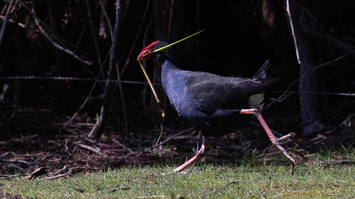 Australasian Swamphen - ML192482851