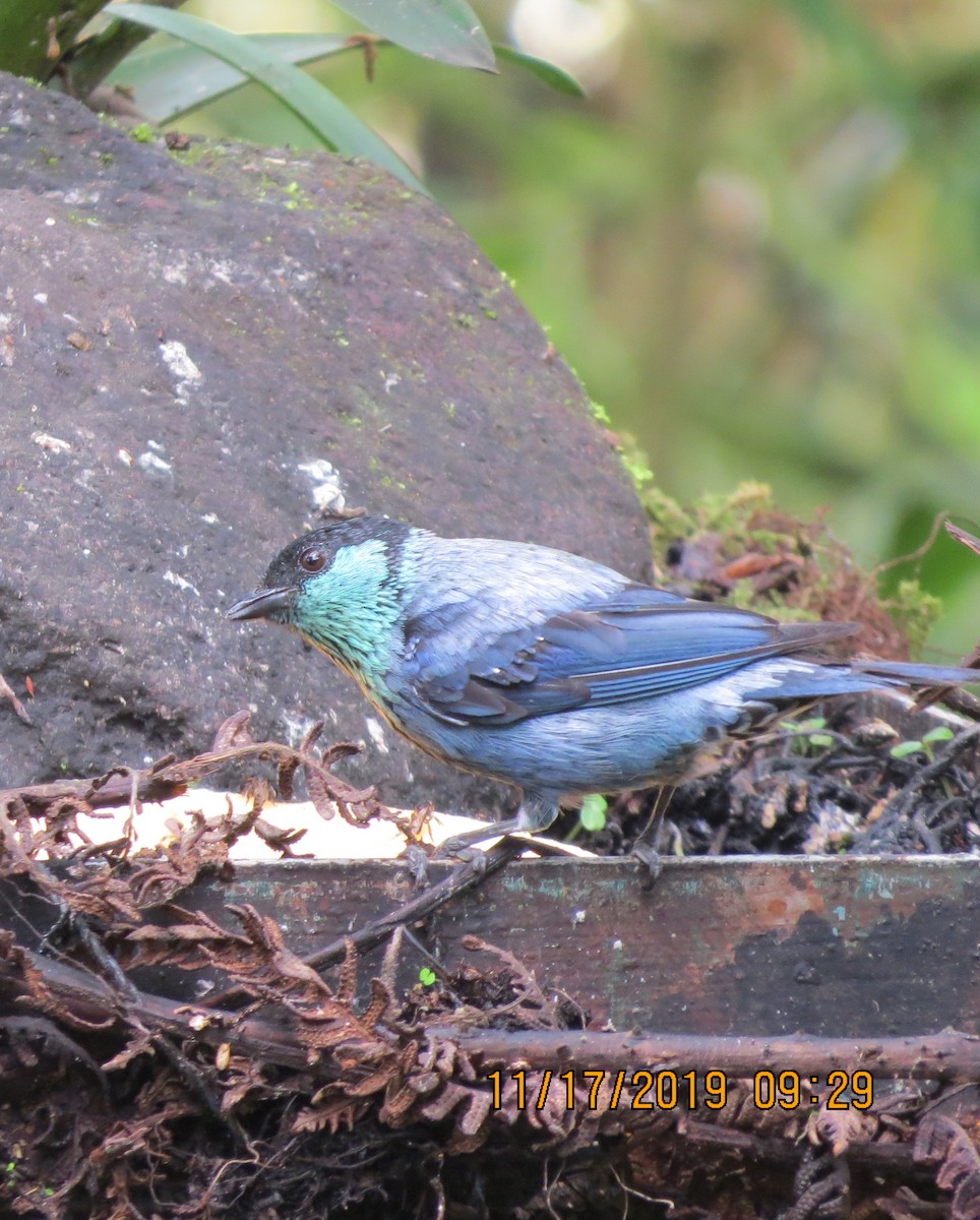 Black-capped Tanager - ML192482961
