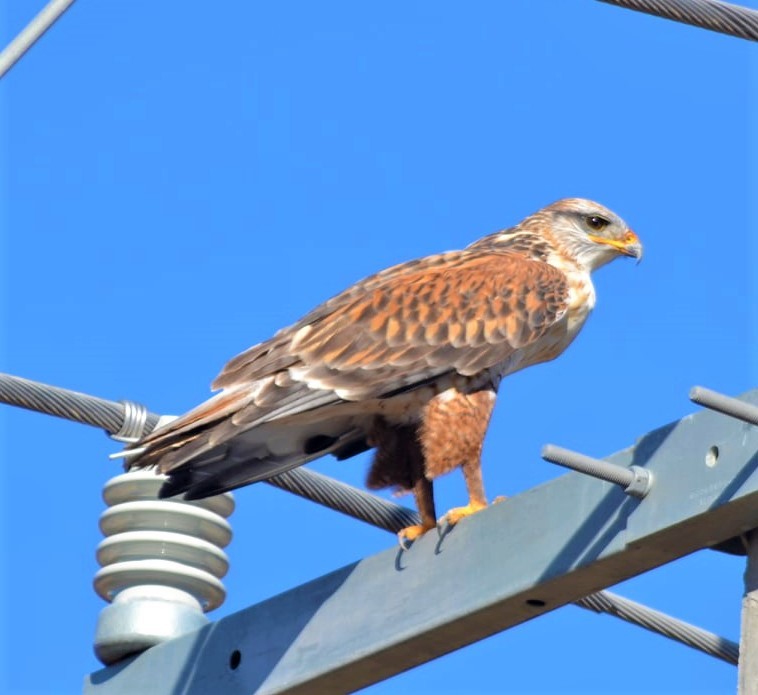 Ferruginous Hawk - ML192483311