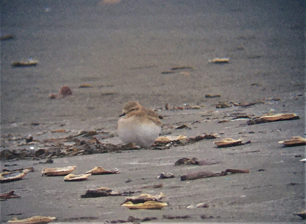 Mountain Plover - ML192485291