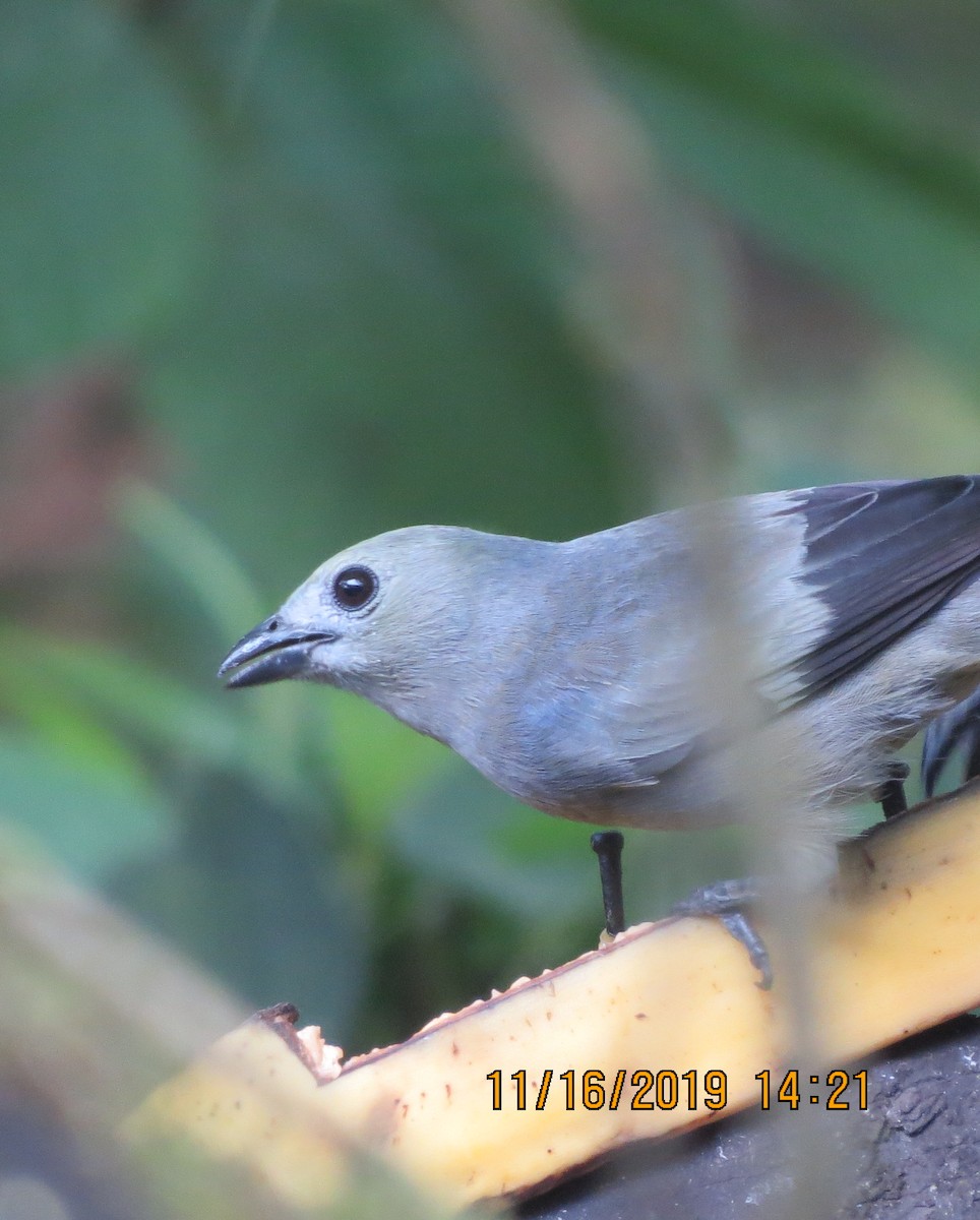 Palm Tanager - ML192485511