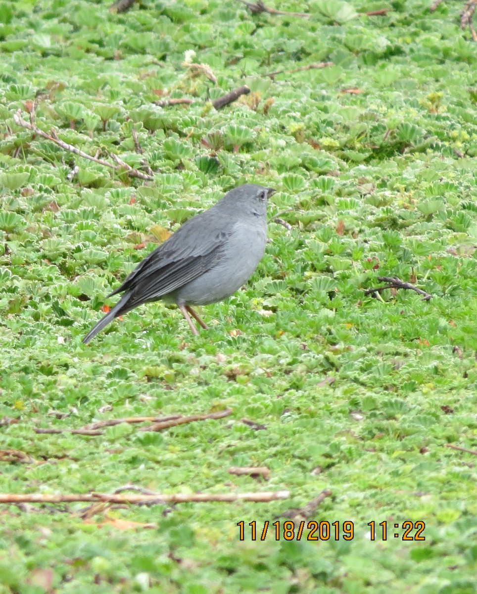 Plumbeous Sierra Finch - ML192485821