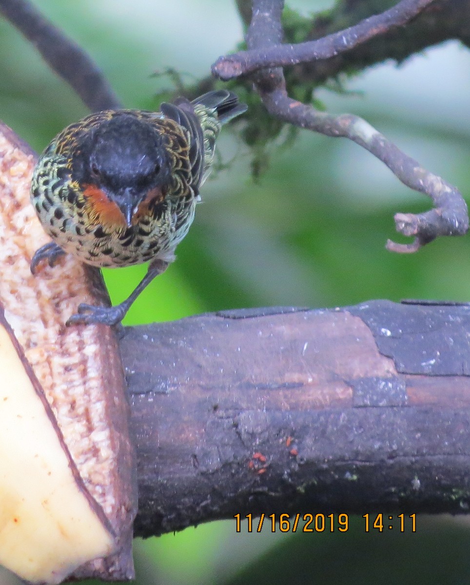Rufous-throated Tanager - ML192486031