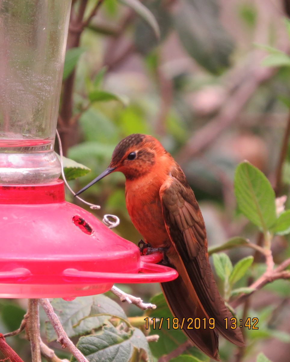 kolibřík duhovohřbetý - ML192486391