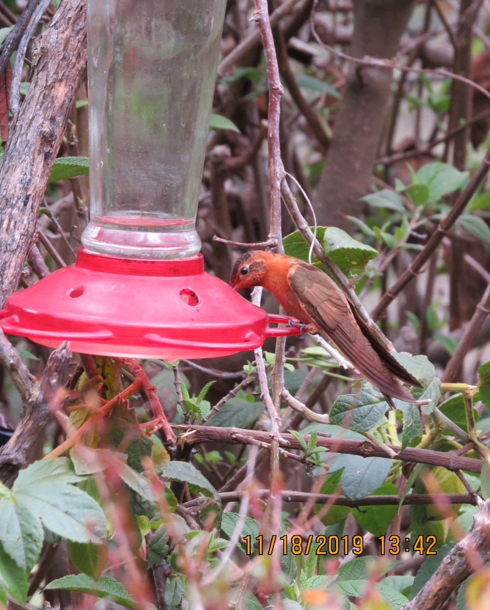 kolibřík duhovohřbetý - ML192486401