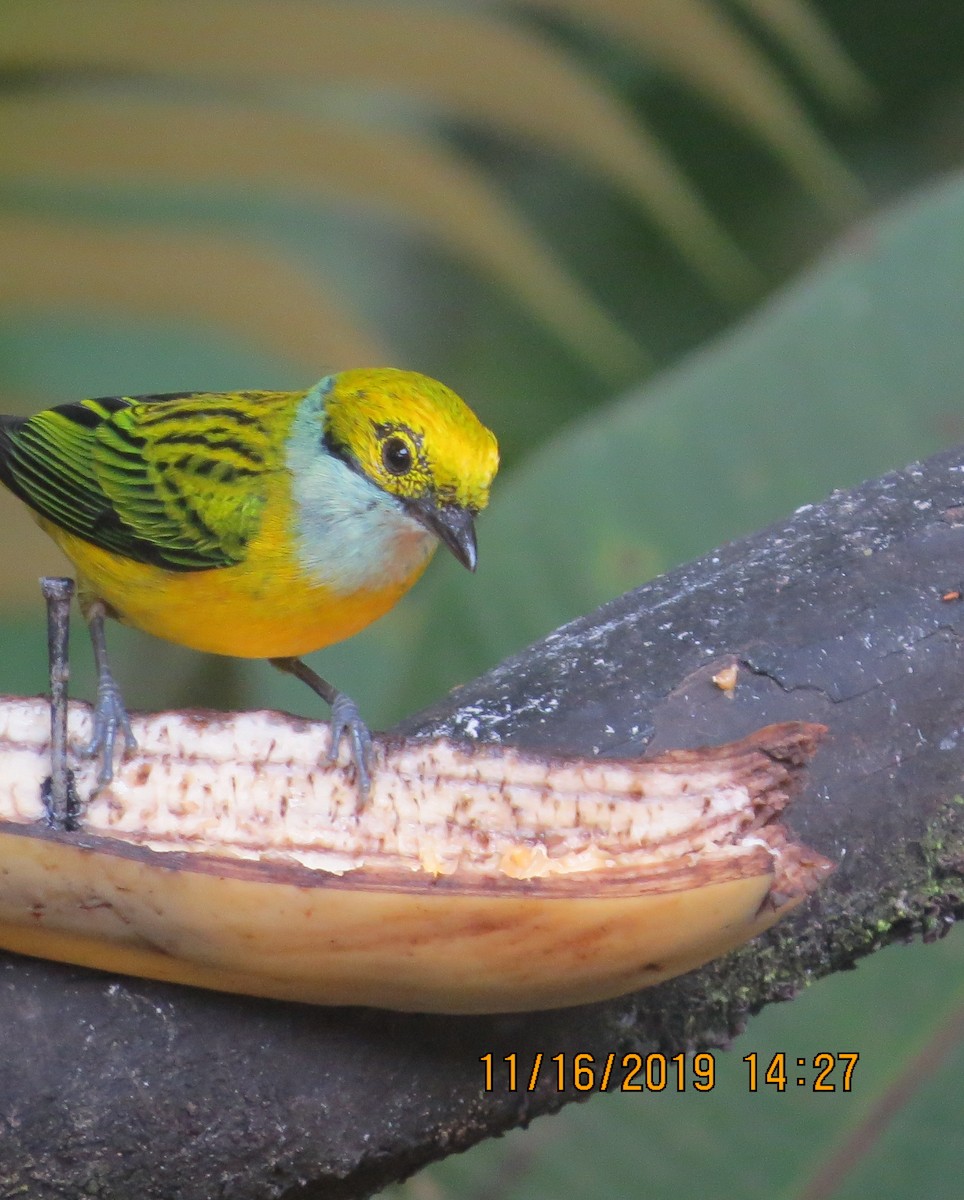 Silver-throated Tanager - ML192486601