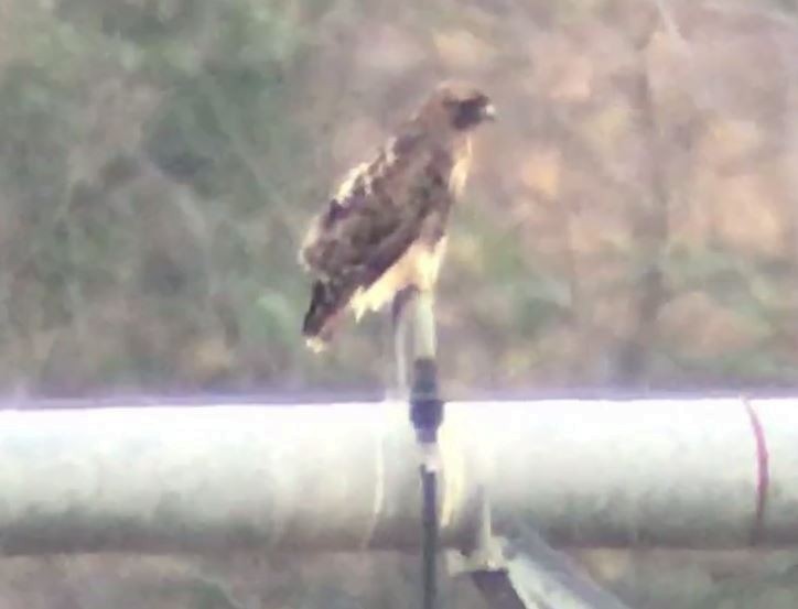 Red-tailed Hawk (calurus/abieticola) - ML192486801