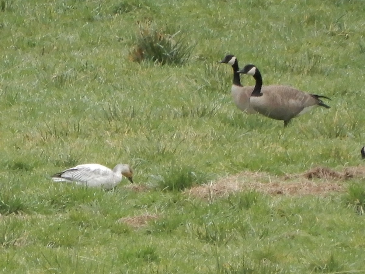 Snow Goose - ML192486941