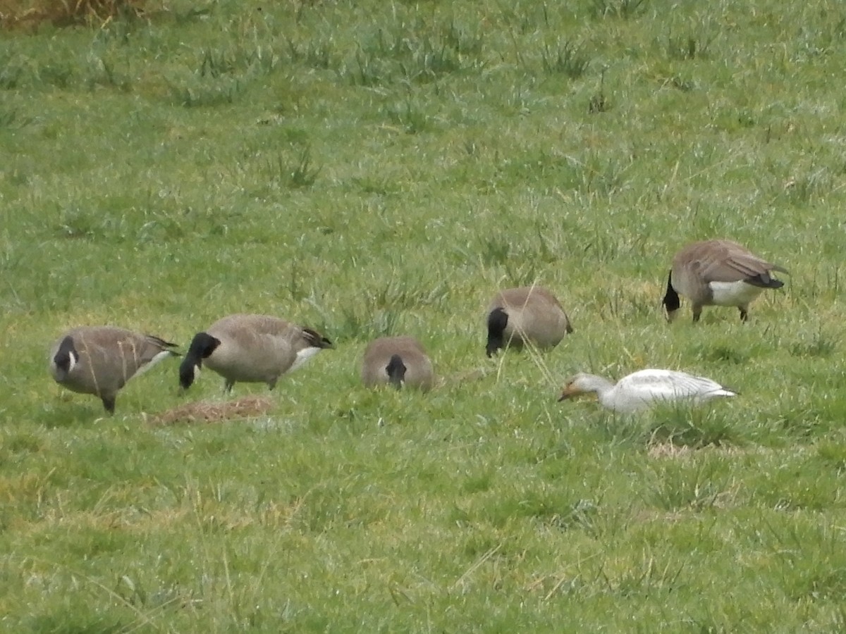 Snow Goose - ML192487121