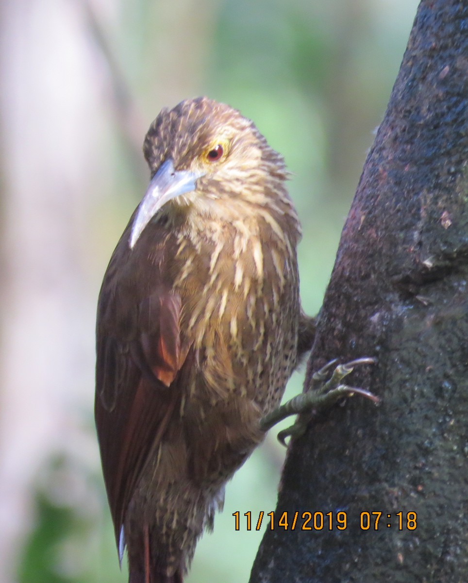 Strong-billed Woodcreeper - ML192487211
