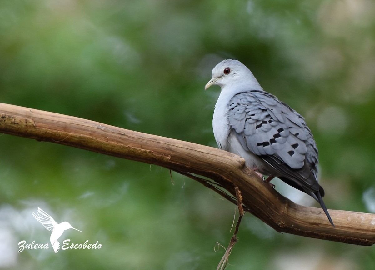 Blue Ground Dove - Zulena Escobedo