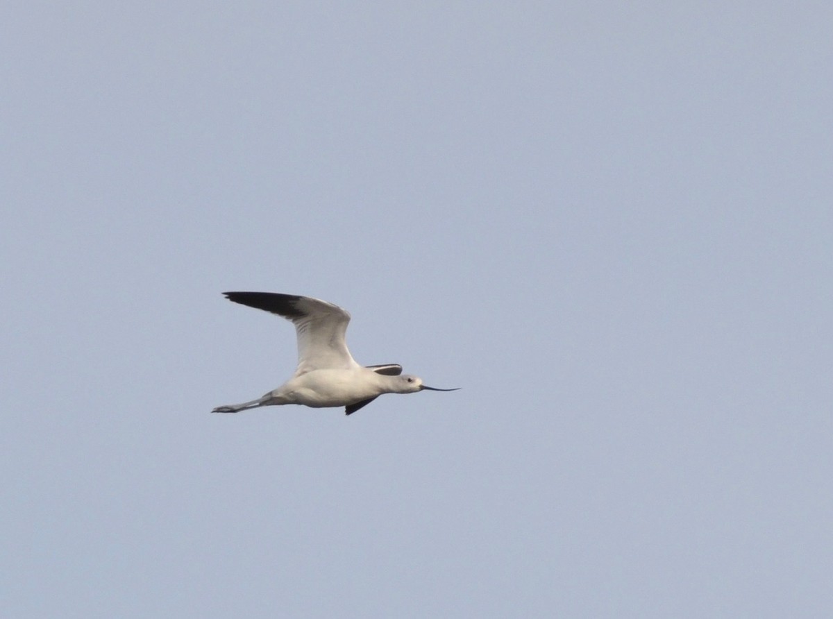 American Avocet - ML192489701