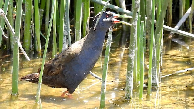 Plumbeous Rail - ML192490781