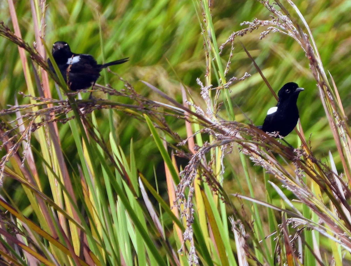 White-shouldered Fairywren - ML192491031