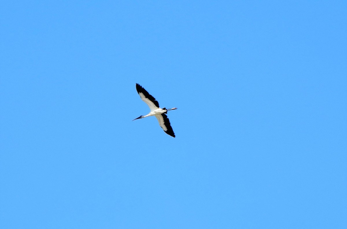 Wood Stork - ML192492071