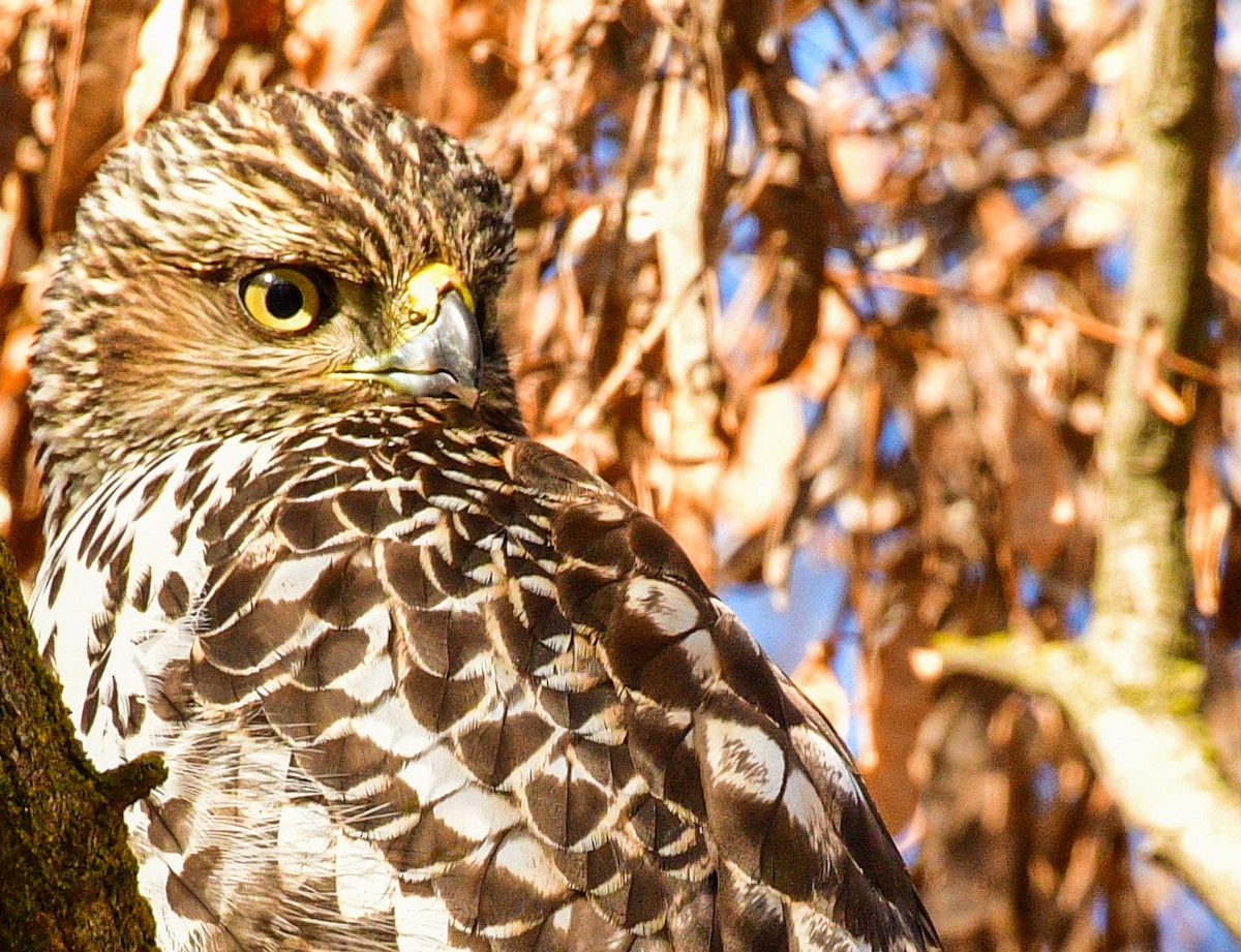 American Goshawk - ML192492331