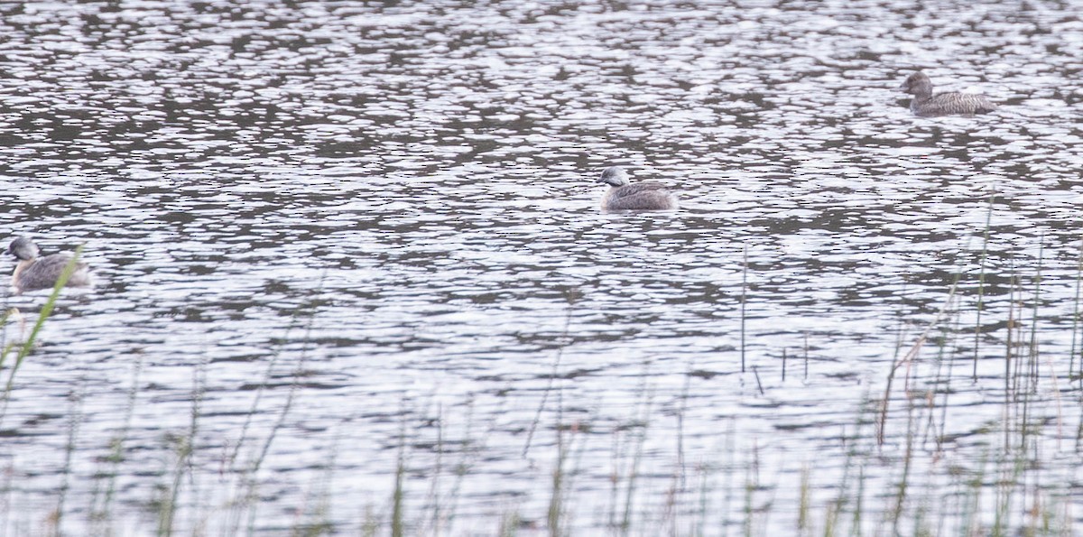 Hoary-headed Grebe - ML192492651