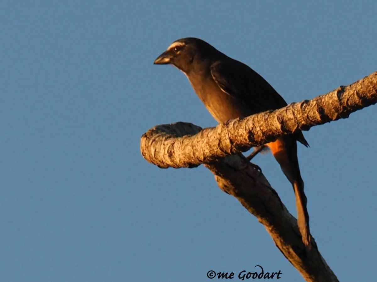 Cinnamon-bellied Saltator - ML192493371