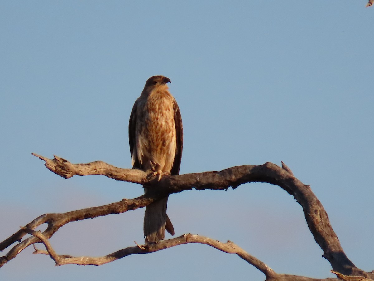 Whistling Kite - ML192493411