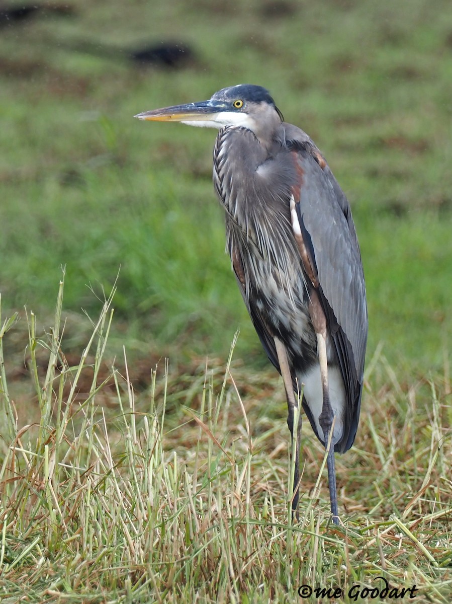 Great Blue Heron - ML192494631