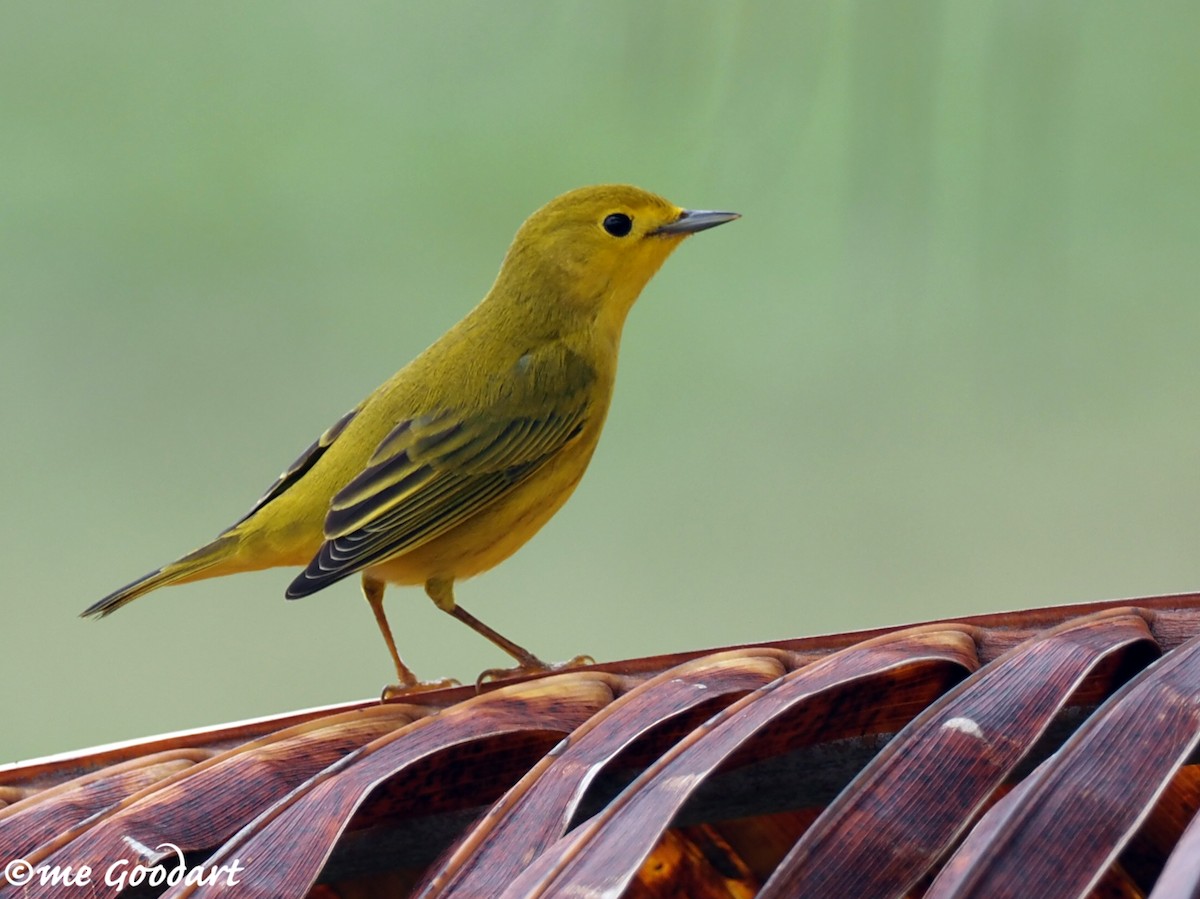 Northern/Mangrove Yellow Warbler - ML192495371