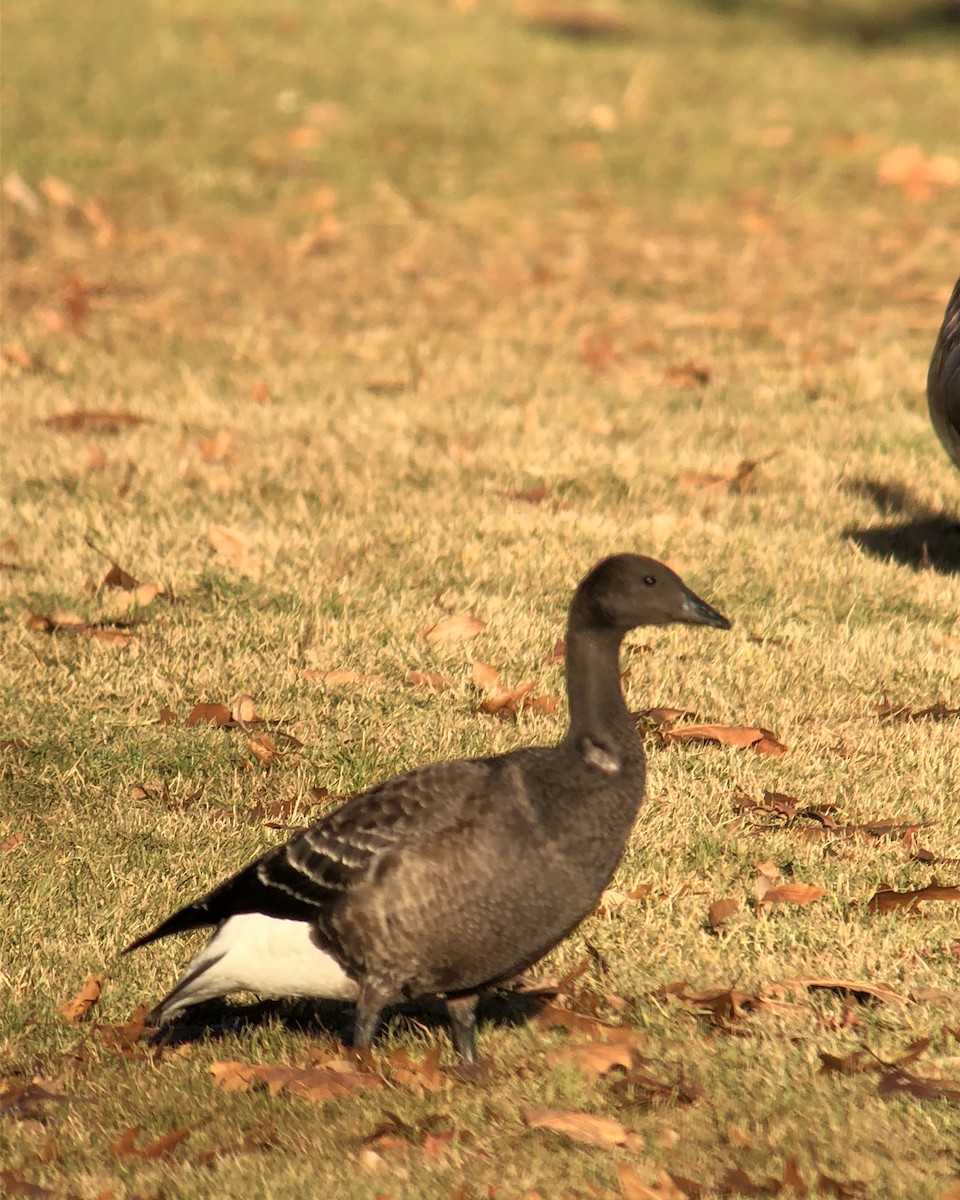 Brant - ML192495501