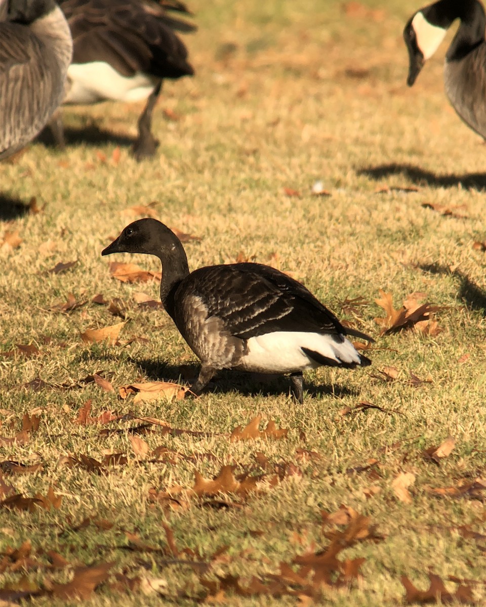 Brant - ML192495531