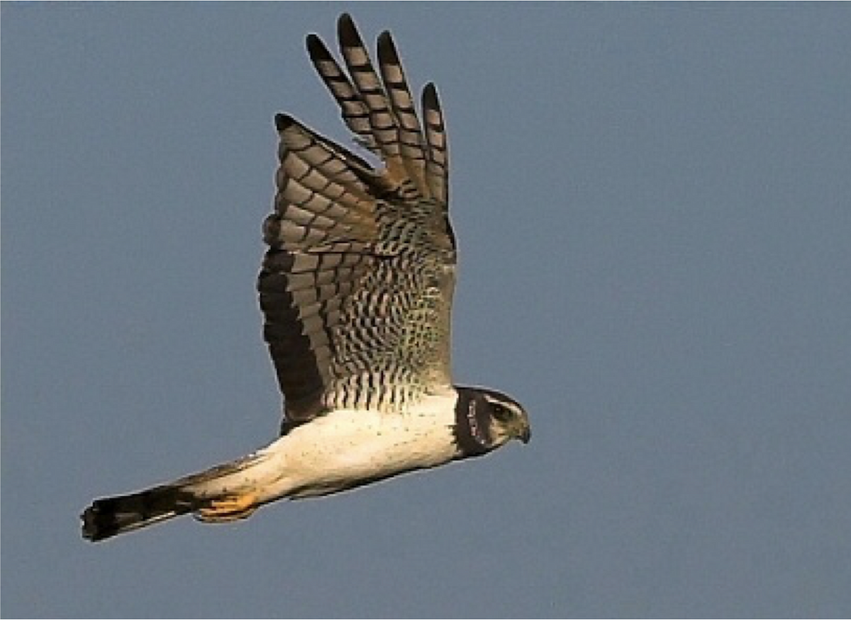 Long-winged Harrier - ML192496021