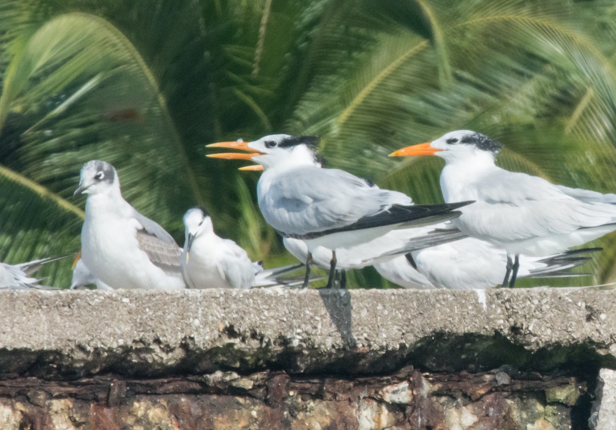 Franklin's Gull - ML192496281