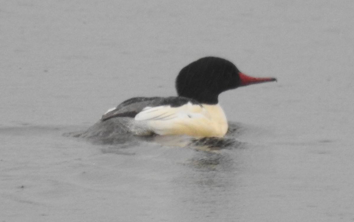 Common Merganser - Erik Bergman